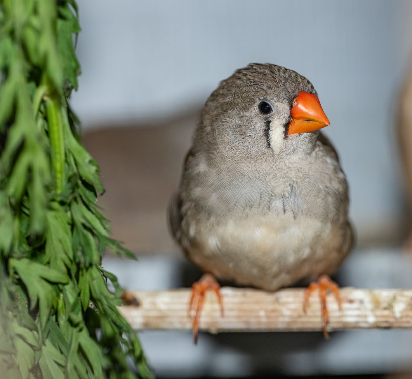 Diamant mandarin en pleine mue, plumage en transition