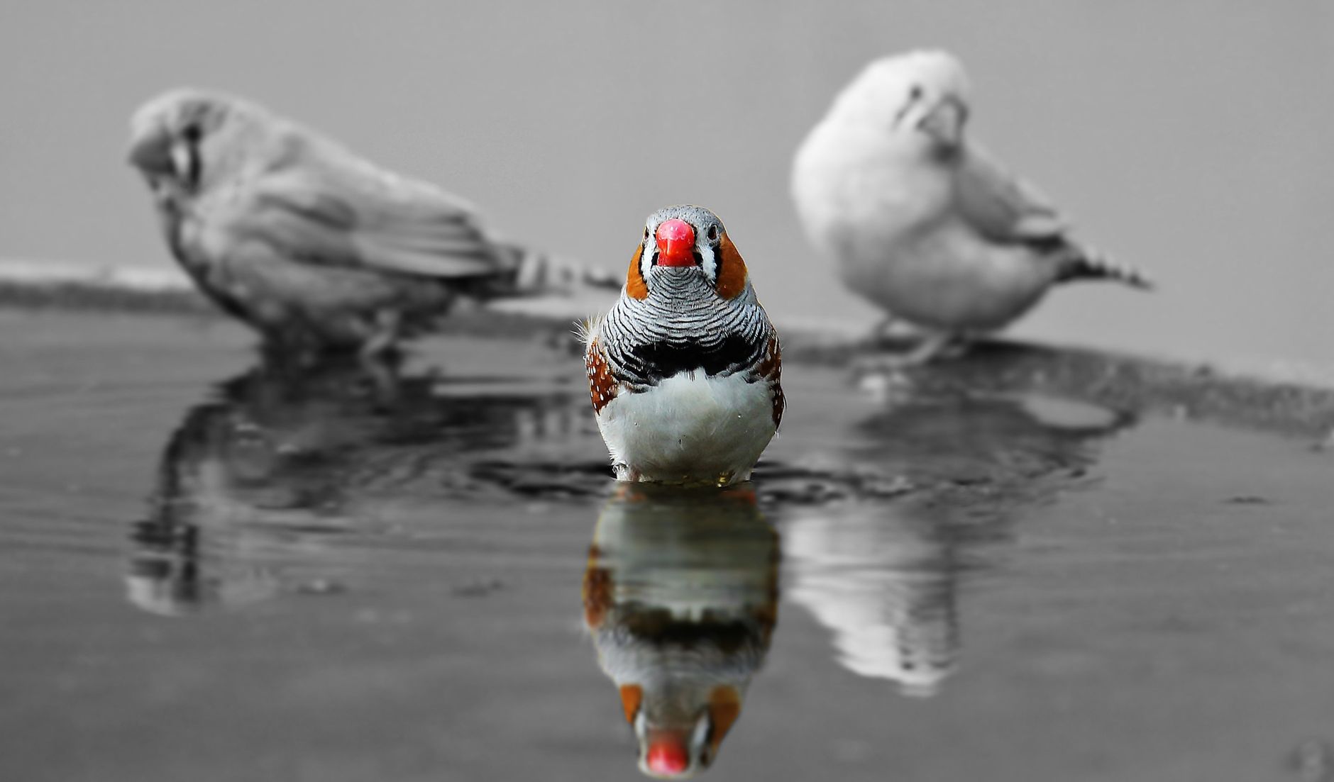 La mue du diamant mandarin : signes, durée et soins 3 Diamant mandarin prenant un bain, geste favorisé pendant la mue